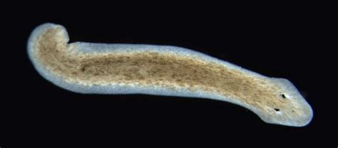  Planaria: An Amazing Flatworm That Regenerates Like No Other!