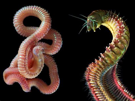  Quatrainia! Can These Tiny Marine Worms Dance Under the Sea?