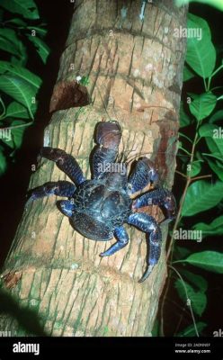   robber Crab  พบเจอที่ชายหาด! สัตว์ขาปล้องอันน่าทึ่งที่มีความสามารถในการปีนป่ายและการพรางตัว