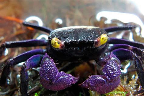  Vampire Crab! The Tiny Ten-Legged Terror That Lives in the Deep