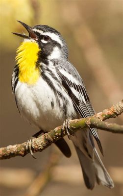  Yellow-throated Warbler! A Delightful Songbird Known for its Melodic Chirping and Agile Foraging Habits