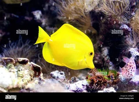  Zebrasoma Flavescens:  Swims in Vibrant Coral Reefs, Sporting Sunshine-Yellow Stripes!