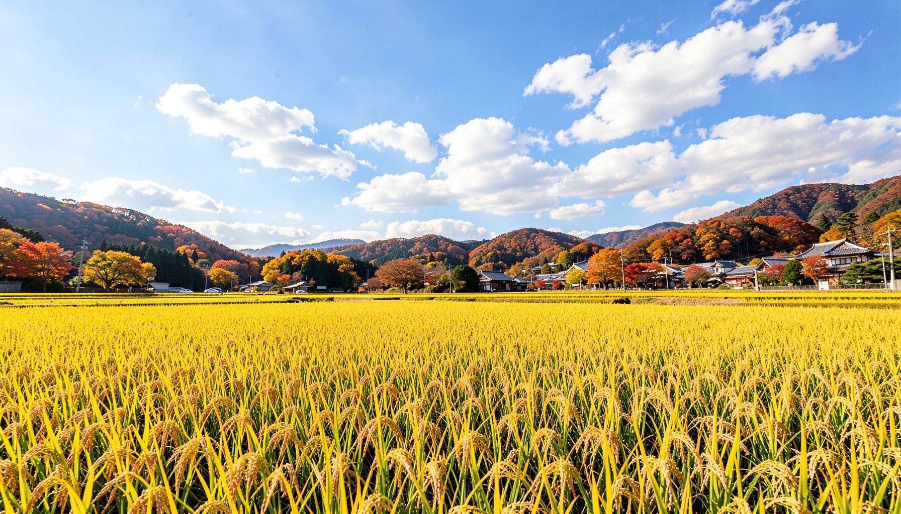 Golden rice fields under a bright autumn sky with scattered white clouds, harvest season in rural Japan